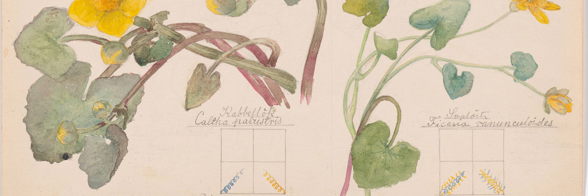Hilma af Klint: What Stands Behind the Flowers